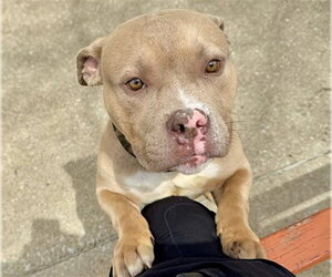 American Pit Bull Terrier Dogs for adoption in Aurora, IL, USA