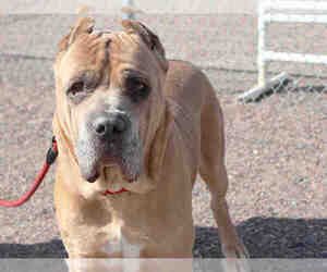 Medium Photo #1 Presa Canario Puppy For Sale in Brighton, CO, USA