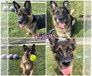 German Shepherd Dog-Unknown Mix Dogs for adoption in Pierceton , IN, USA