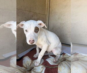 Mutt Dogs for adoption in Oklahoma City, OK, USA