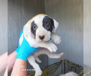American Staffordshire Terrier-Unknown Mix Dogs for adoption in San Antonio, TX, USA