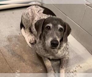 German Shorthaired Pointer Dogs for adoption in Rosenberg, TX, USA