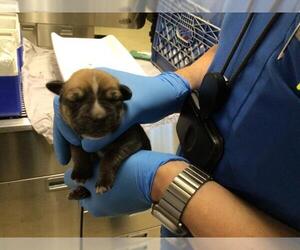 Mutt Dogs for adoption in Riverside, CA, USA