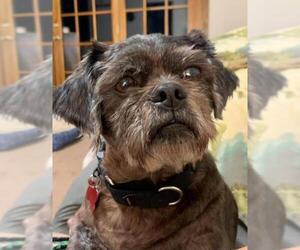Shih Tzu Dogs for adoption in Westminster, MD, USA