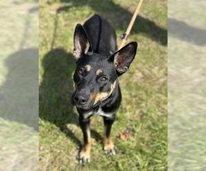 Doberman Pinscher-Unknown Mix Dogs for adoption in Fort Lauderdale, FL, USA
