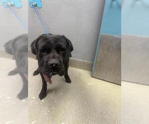 Mutt Dogs for adoption in Las Vegas, NV, USA