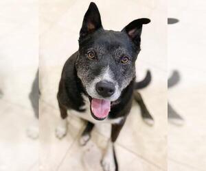 American Staffordshire Terrier-Labrador Retriever Mix Dogs for adoption in Marina del Rey, CA, USA