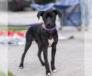 Mutt Dogs for adoption in San Diego, CA, USA