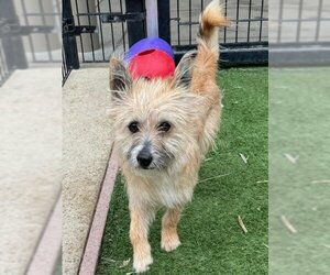 Cairn Terrier Dogs for adoption in Sacramento, CA, USA