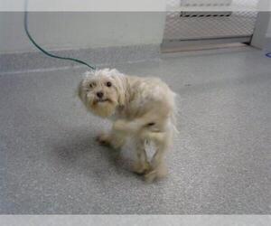 Lhasa Apso-Unknown Mix Dogs for adoption in Pasadena, TX, USA