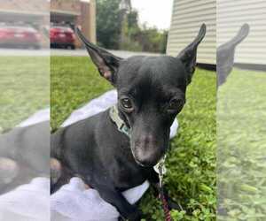 Chihuahua-Unknown Mix Dogs for adoption in Candler, NC, USA