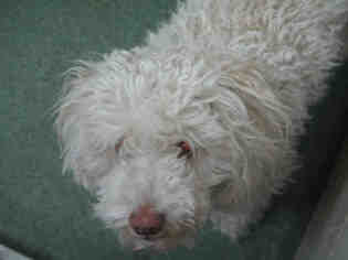 Poodle (Miniature) Dogs for adoption in Santa Fe, NM, USA