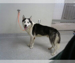 Siberian Husky-Unknown Mix Dogs for adoption in Pasadena, TX, USA