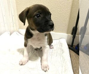 Medium Photo #1 Boxer-Unknown Mix Puppy For Sale in Stanwood, WA, USA