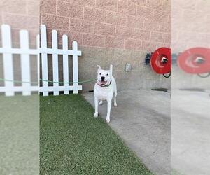 American Pit Bull Terrier-Unknown Mix Dogs for adoption in Modesto, CA, USA