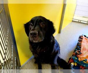 Golden Labrador Dogs for adoption in Ames, IA, USA