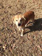Golden Retriever Dogs for adoption in White River Junction, VT, USA