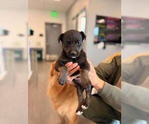 Mutt Dogs for adoption in San Martin, CA, USA