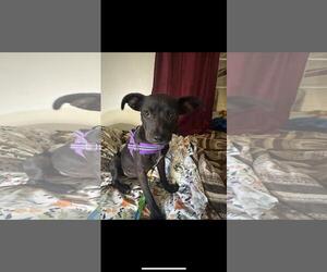 Boston Terrier-Unknown Mix Dogs for adoption in Hayward, CA, USA