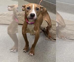 American Pit Bull Terrier-Unknown Mix Dogs for adoption in Las Vegas, NV, USA