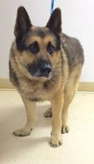 German Shepherd Dog-Unknown Mix Dogs for adoption in Loudon, TN, USA