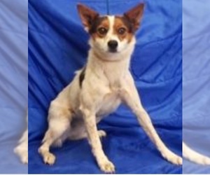 Australian Cattle Dog-Unknown Mix Dogs for adoption in Glendale , AZ, USA