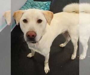 Labrador Retriever-Unknown Mix Dogs for adoption in Tacoma, WA, USA