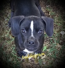 Chug Dogs for adoption in Yardley, PA, USA