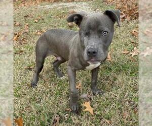 American Pit Bull Terrier Dogs for adoption in Chester, IL, USA