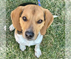 Beagle Dogs for adoption in Batavia, OH, USA