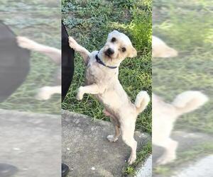 Shih Tzu-Unknown Mix Dogs for adoption in San Antonio, TX, USA