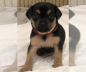 ShiChi Dogs for adoption in Mission Viejo, CA, USA