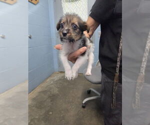 Mutt Dogs for adoption in Evansville, IN, USA