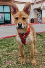 Carolina Dog-Unknown Mix Dogs for adoption in Wylie, TX, USA