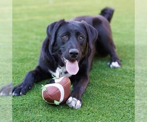 Labrador Retriever-Unknown Mix Dogs for adoption in San Diego, CA, USA