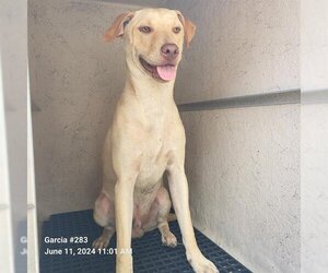 Pointer-Unknown Mix Dogs for adoption in San Antonio, TX, USA
