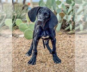 Great Dane Dogs for adoption in Austin, TX, USA