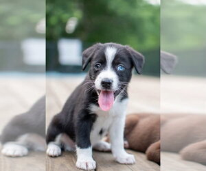 Medium Photo #3 Siberian Husky-Unknown Mix Puppy For Sale in Germantown, OH, USA