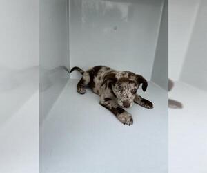 Australian Shepherd-Unknown Mix Dogs for adoption in Houston, TX, USA