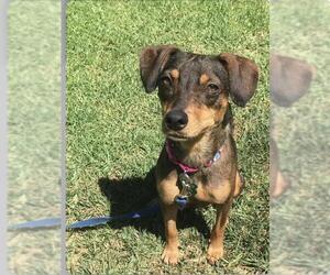 Miniature Pinscher-Unknown Mix Dogs for adoption in Mission Viejo, CA, USA