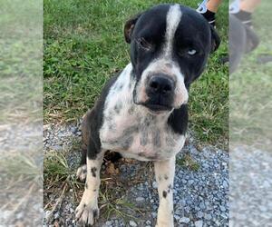 Bullboxer Pit Dogs for adoption in Rustburg, VA, USA