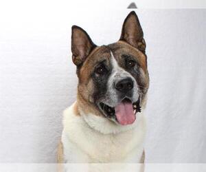 Akita Dogs for adoption in Burbank, CA, USA