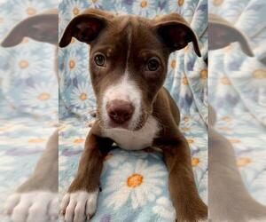 American Pit Bull Terrier-Unknown Mix Dogs for adoption in Dublin, OH, USA