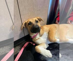 Mutt Dogs for adoption in Rockwall, TX, USA