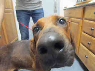 Redbone Coonhound Dogs for adoption in Bowling Green, OH, USA