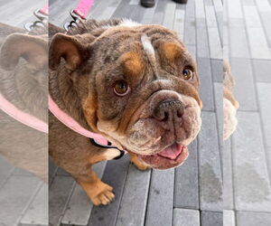 Bulldog Dogs for adoption in Lake Elsinore, CA, USA
