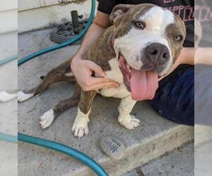 American Staffordshire Terrier Dogs for adoption in Pleasant Hill, CA, USA