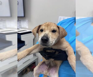 Labrador Retriever-Unknown Mix Dogs for adoption in Pasadena, TX, USA