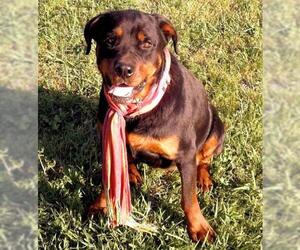 Rottweiler Dogs for adoption in Munford, TN, USA