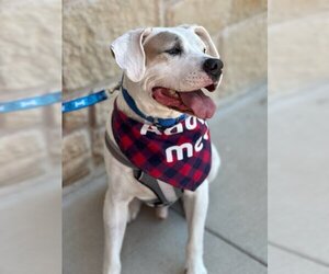 Boxador Dogs for adoption in Euless, TX, USA